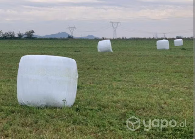 Bolos de pasto