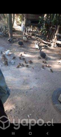 Chancho y Gallinetas - Imagen 2