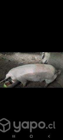 Chancho y Gallinetas - Imagen 4