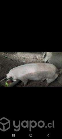 Chancho y Gallinetas - Imagen 3