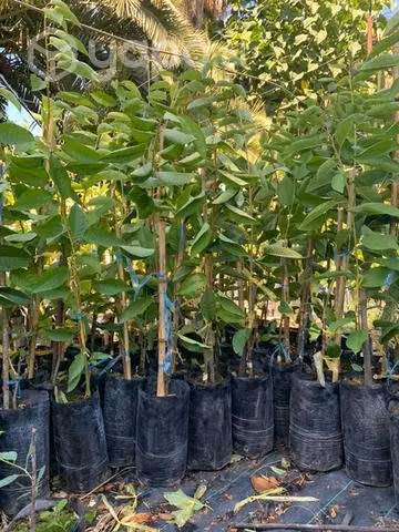 Plantas de Cerezos - Imagen 6