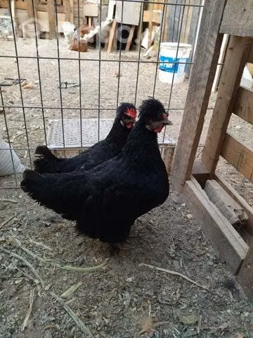 Gallinas y gallo