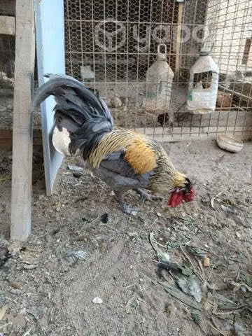 Gallinas y gallo - Imagen 2