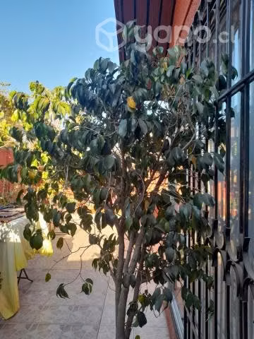 Ficus - Imagen 2