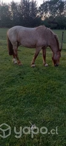 Caballo pelcheron - Imagen 4