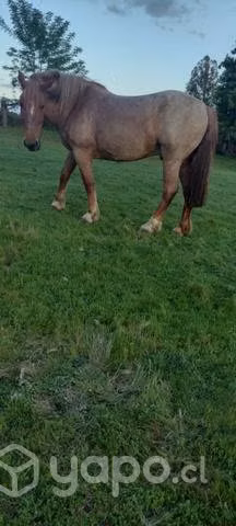 Caballo pelcheron