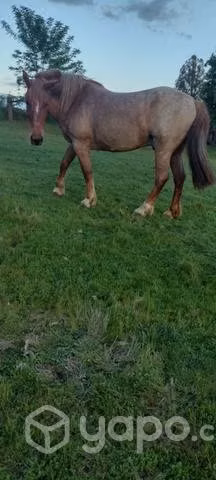 Caballo pelcheron - Imagen 3