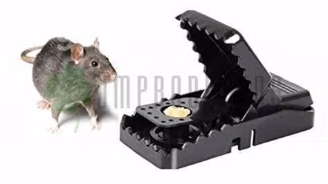 Trampa Para Ratones Lauchas Y Roedores Rápida