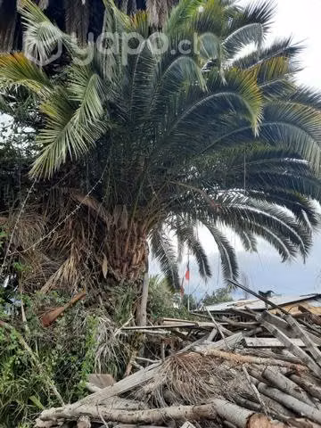 Palmera (Arecaceae)