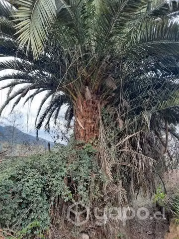 Palmera (Arecaceae)