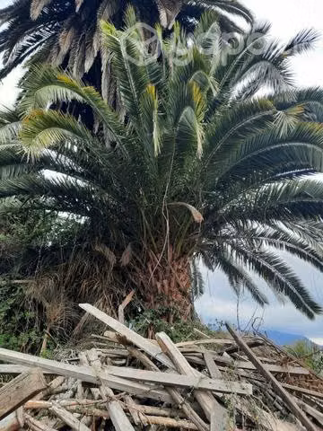 Palmera (Arecaceae)