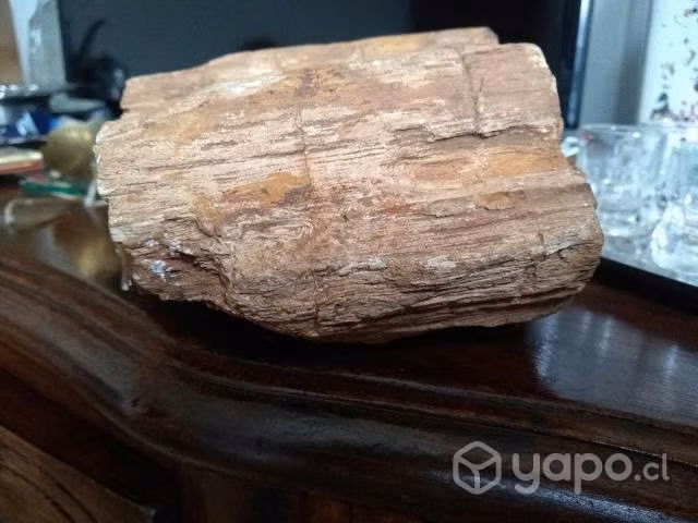 Antigua madera petrificada