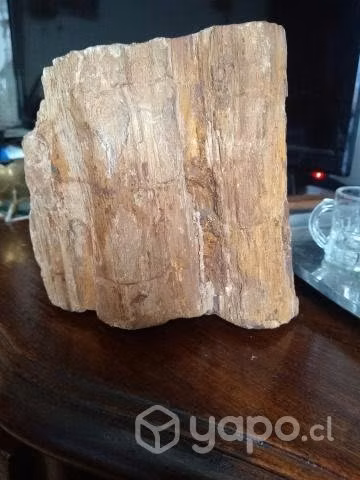 Antigua madera petrificada