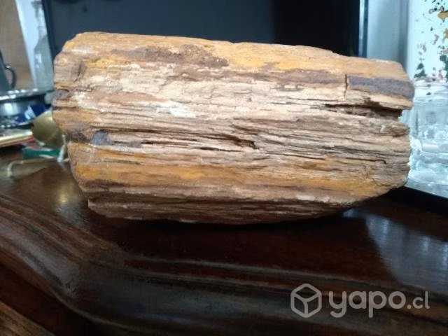 Antigua madera petrificada