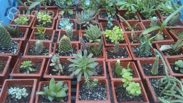 Cactus