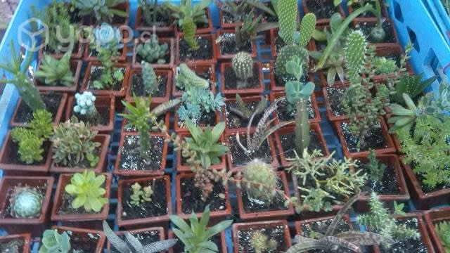Cactus