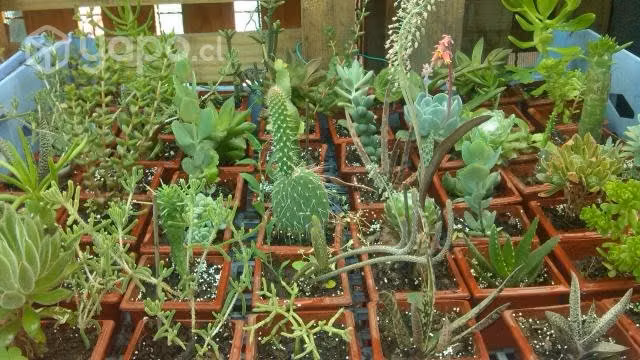 Cactus