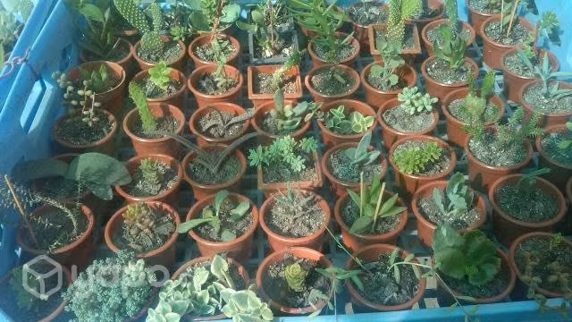 Cactus