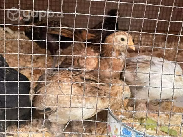 Gallinas de raza - Imagen 4