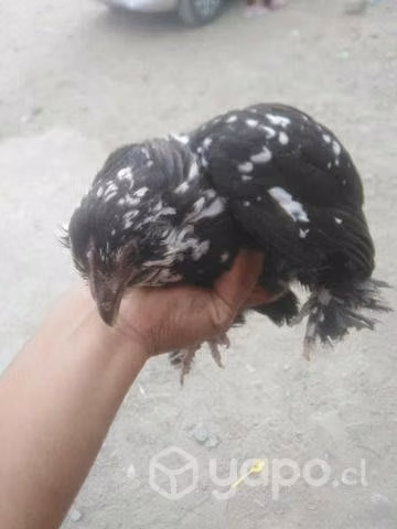 Gallinas de raza - Imagen 6