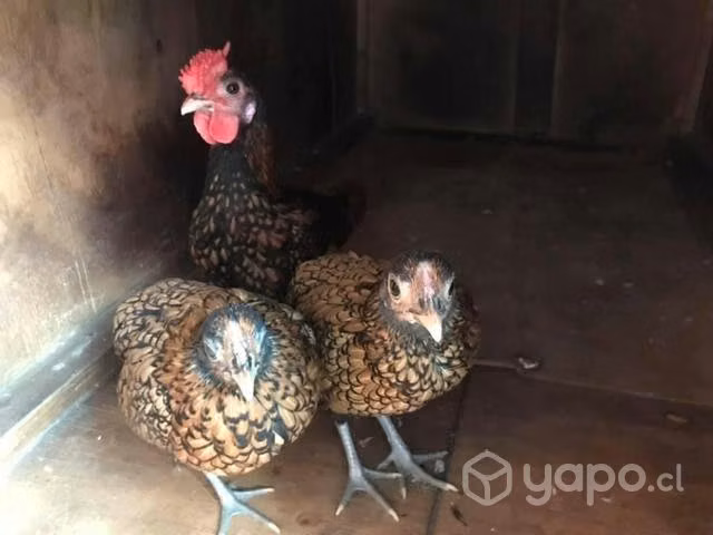 Gallinas de raza - Imagen 3