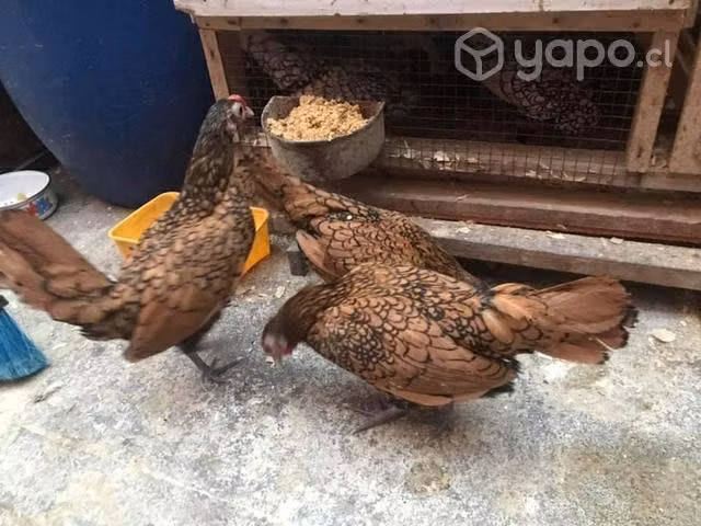 Gallinas de raza - Imagen 2