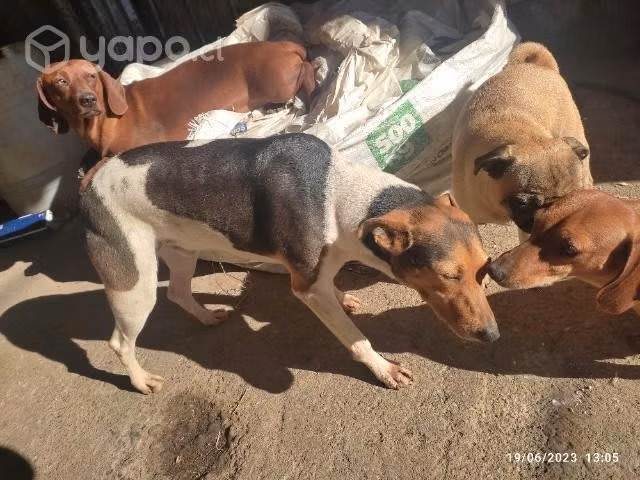 perros en adopción