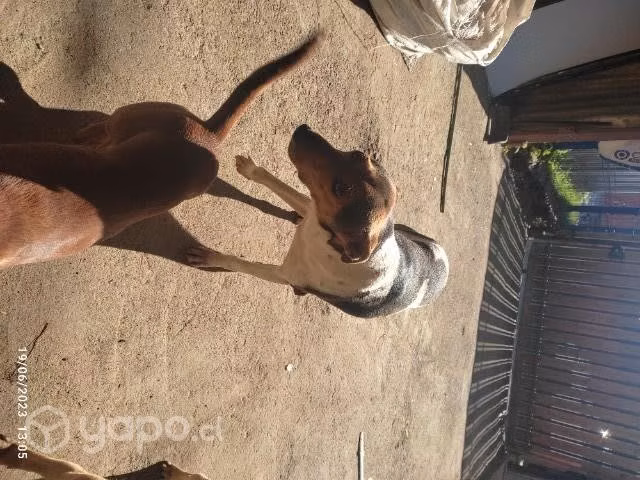 perros en adopción