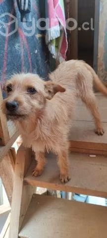 Regalo perrita por cambio de casa