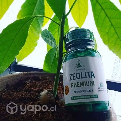 Zeolitas