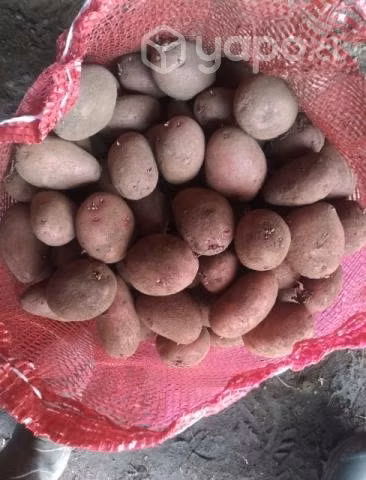 Semillas papas patagonia