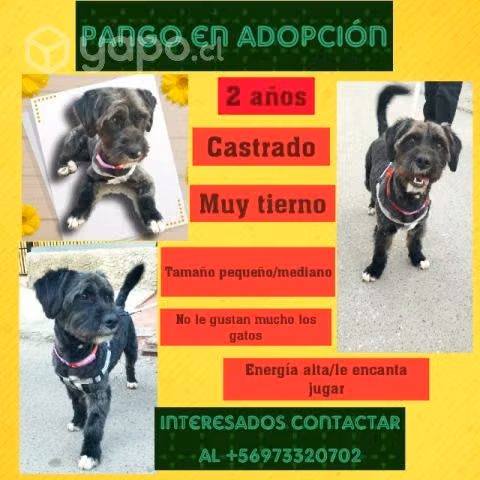 Pango en adopción