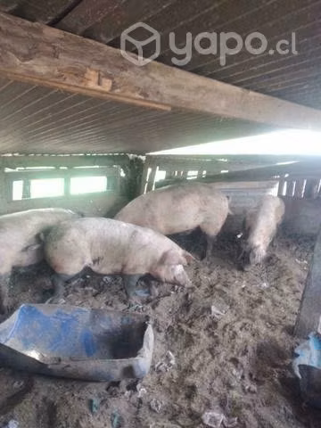 Chanchos (precio en la descripción)