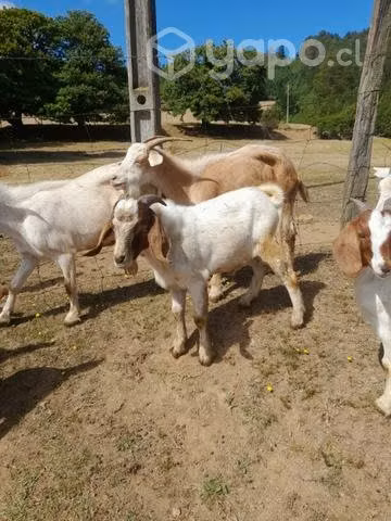 Chivos boer reproductor