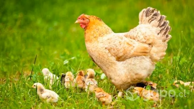 Gallina con pollitos