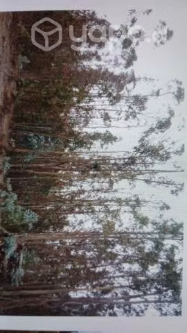 Parcelas de Agrado V Región el Tabo