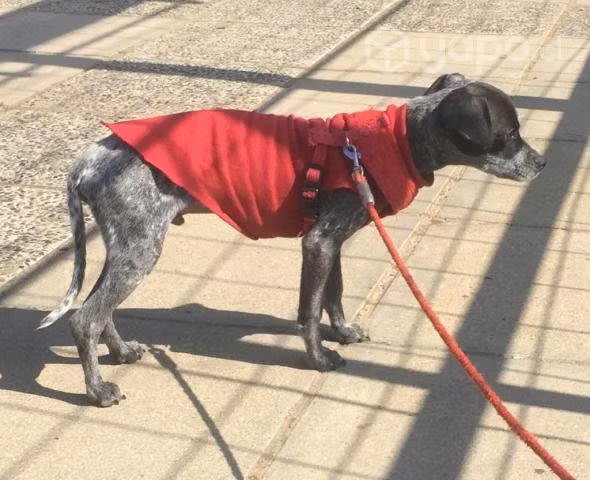 Se da perrito en adopción