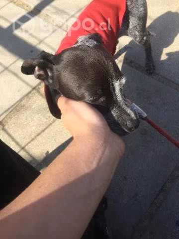 Se da perrito en adopción