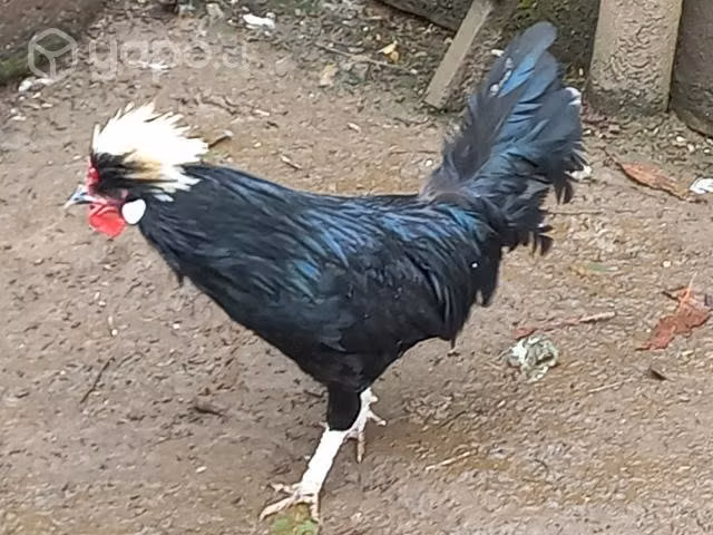 Gallo polaco