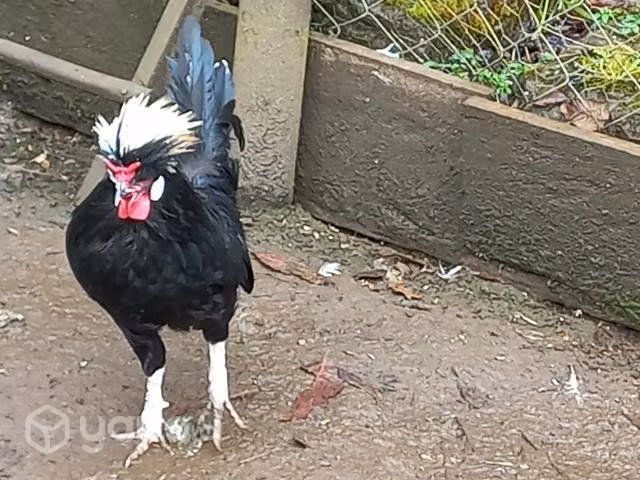 Gallo polaco - Imagen 2