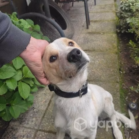 Sociable y amoroso Perrito en adopción - Imagen 4