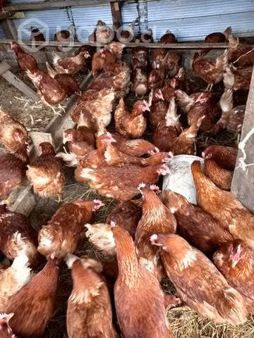Gallinas isa brown