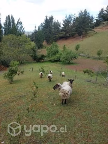 Ovejas y Carnero - Imagen 6