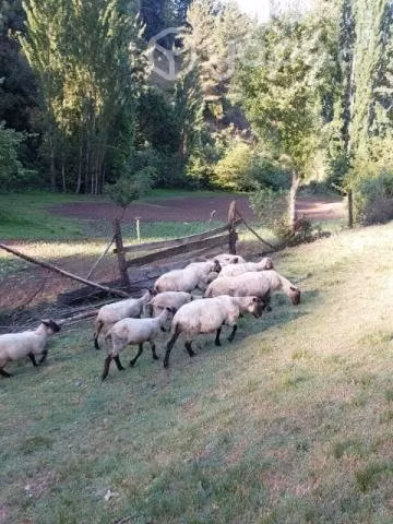 Ovejas y Carnero