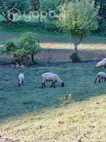 Ovejas y Carnero - Imagen 2