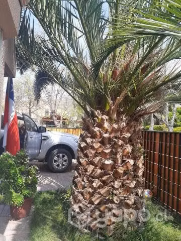 Palmera Fenix 5 mt 21 años + Regalo Palmera 8 años