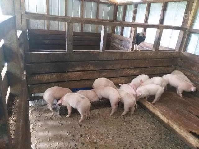 Lechones disponibles