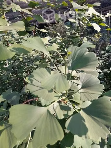 Ginkgo biloba