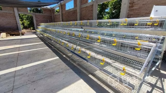 Jaula o módulo para gallinas - Imagen 5