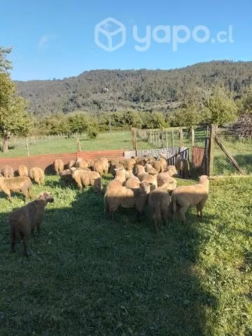 buenos corderos de la zona